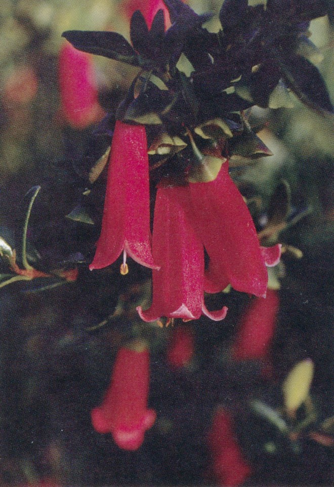 Correa ‘Ray’s Tangerine’