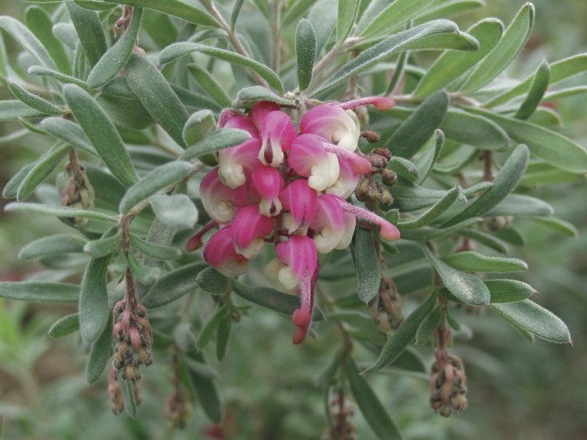 Grevillea ‘Granya Glory’. Photograph by Patrick Worley