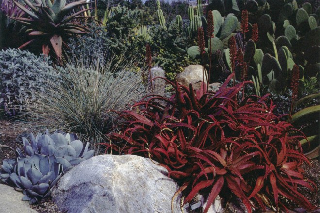 Agave parryi var. truncata and Aloe cameronii flank a boulder in the desert garden