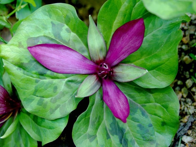 Trillium chloropetalum. Though maroon is a common color in California toadshades, clearer shades of purple and magenta are perhaps confined to the Santa Cruz Mountains.