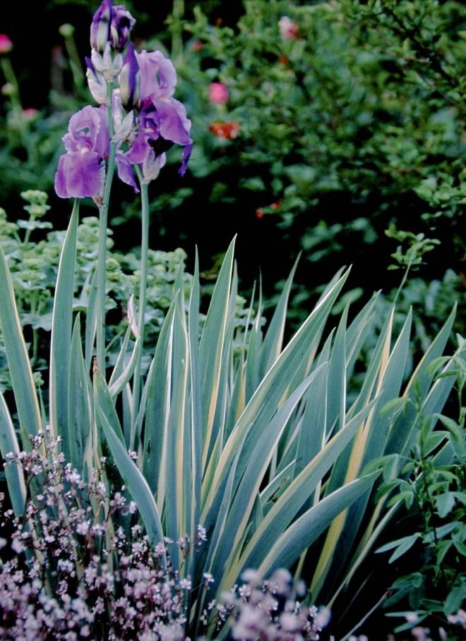 Variegated Dalmatian iris (Iris pallida cultivar)