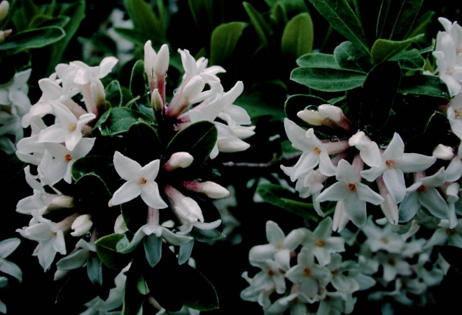 Daphne x transatlantica ‘Jim’s Pride’