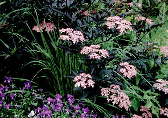 Purpleleaf black elder (Sambucus nigra ‘Gerda’, sold as BLACK BEAUTY)