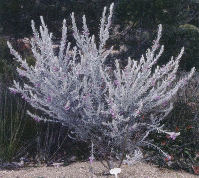 Eremophila nivea in Neil Marriot’s garden near the Grampian Mountains, Victoria, Australia. Author’s photograph