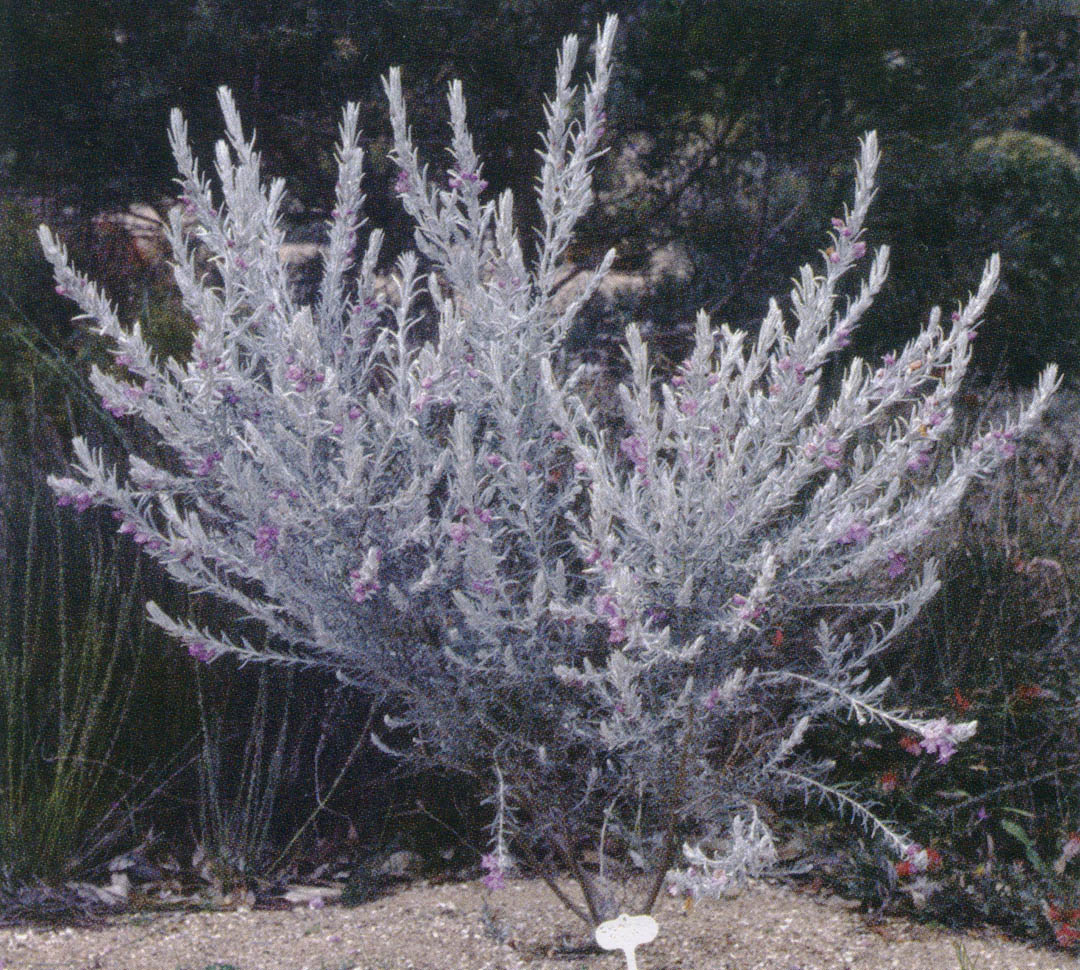 Pacific Horticulture Society | Pacific Plant Promotions – Eremophila nivea