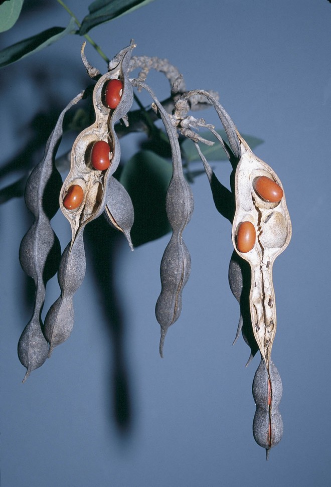 Dull, dark gray seed pods with red seeds