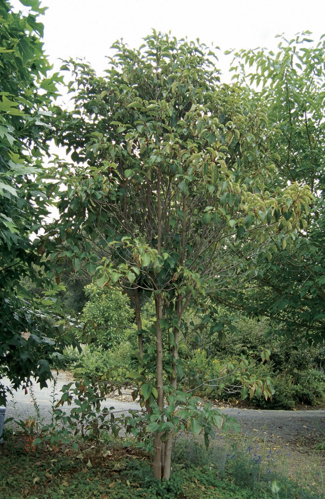 A multi-trunked specimen of Emmenopterys henryi at Quarryhill Botanical Garden. Author’s photographs