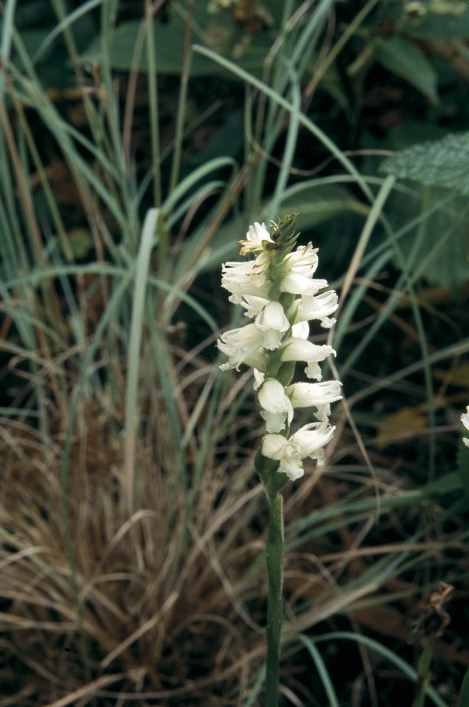 An eastern American native orchid, Spiranthes cernua var. odorata