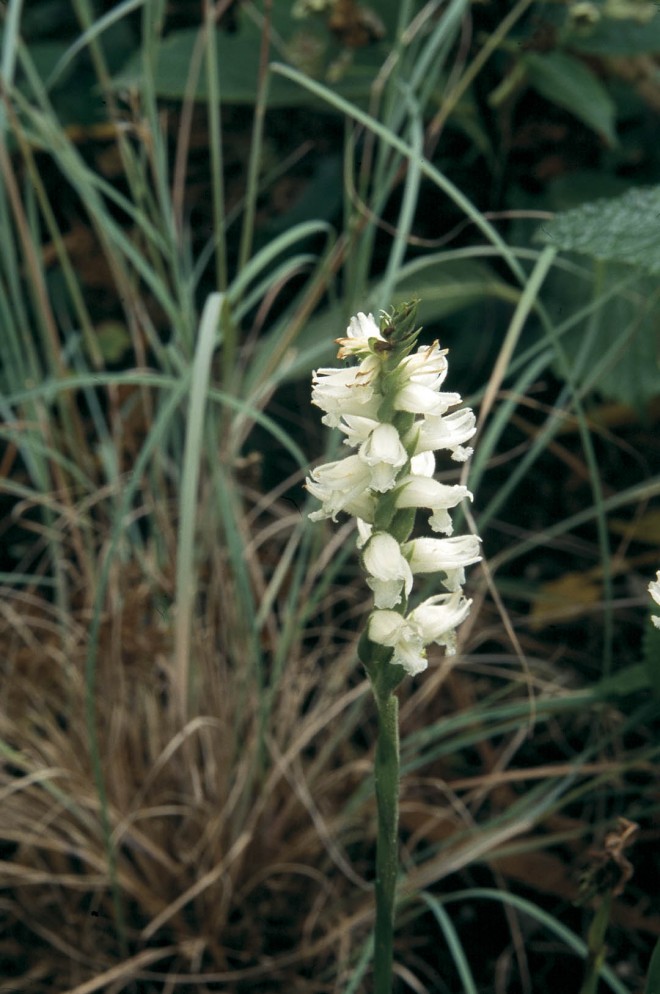 An eastern American native  orchid, Spiranthes cernua var. odorata