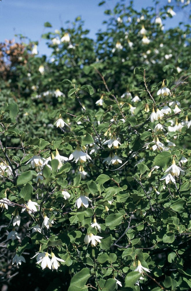 Flowers and foliage of Styrax redivivus