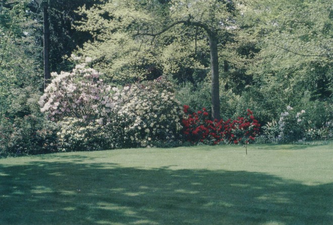 View across the Great Lawn toward the enclosing woodland, with rhododendrons flowering under deciduous trees, 1979. Photograph by EB Dunn