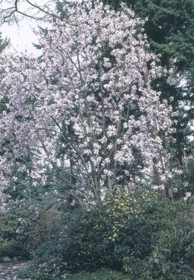 Magnolia sargentiana var. robusta, opposite the front door. Photograph by EB Dunn