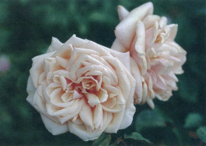 Rosa ‘Adam’