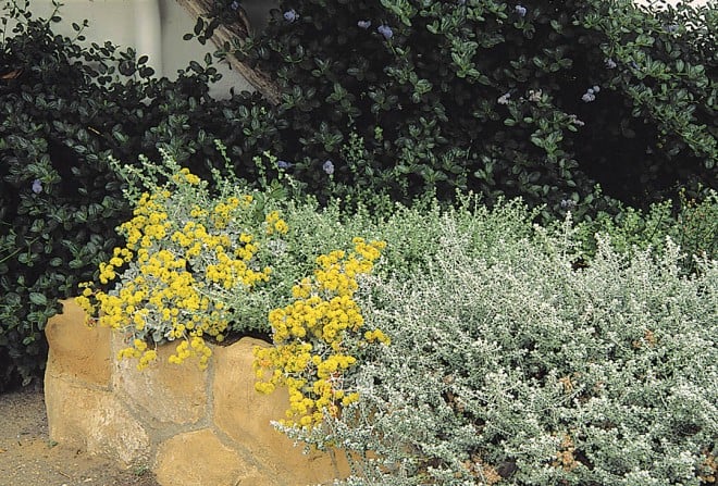 Saffron buckwheat (Eriogonum crocatum), growing over a retaining wall in Montecito, is an example of a plant from a specialized habitat that can thrive in home garden soils. Photograph by Stephen Ingram