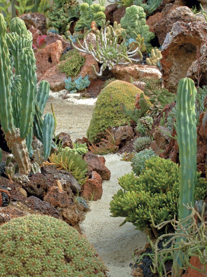 An array of succulents mimicking marine life fills the beds of the Undersea Garden