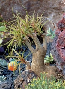 A plastic coral fish adds realism to a vignette of sea-grass-like ponytail palm (Beaucarnia recurvata) against volcanic rock