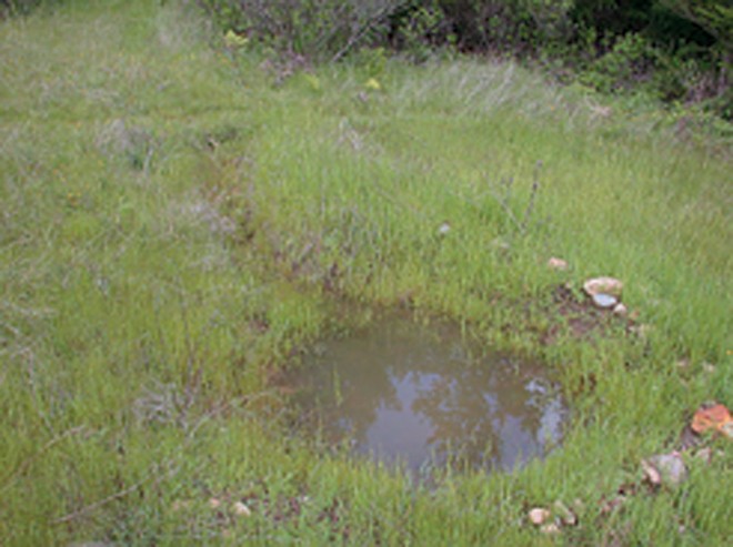 A contour swale, or infiltration ditch, with an ephemeral pool at one end. Located in a wildland setting at the Occidental Arts and Ecology Center, it was installed to intercept excess stormwater, allow it to soak into the slope, and reduce gully erosion.