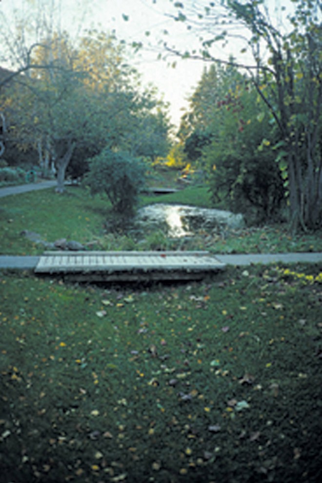 An infiltration basin installed in the late 1970s as part of the natural drainage network at Village Homes subdivision in Davis, California. Photographs by Brock Dolman