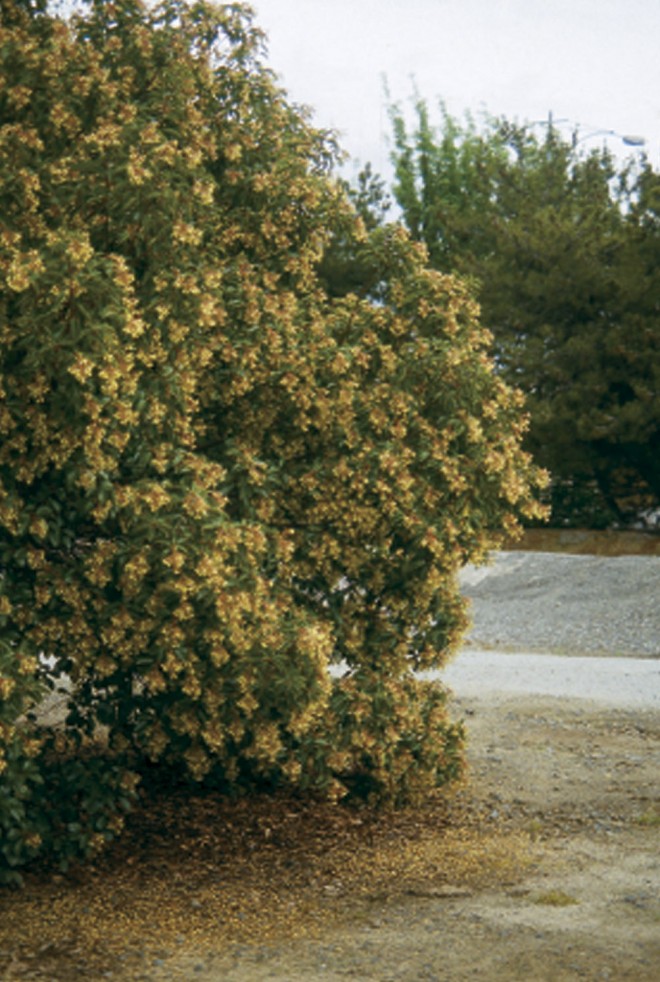 Arbutus xandrachnoides. Photographs by Barrie Coate - See more at: https://www.pacifichorticulture.org/articles/a-tree-research-site-in-santa-clara-valley/#sthash.9JTFBMm0.dpuf