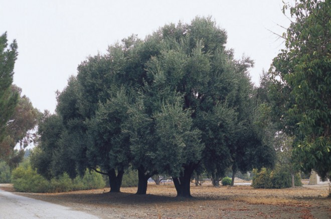 Olea europaea ‘Swan Hill’