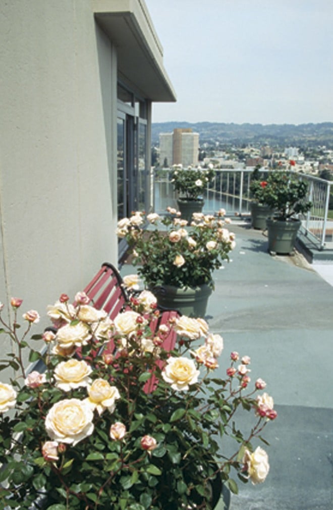 An English rose, TAMORA (‘Austamora’), is among the dozens of hybrid roses that thrive in containers on the roof garden - See more at: https://www.pacifichorticulture.org/articles/the-gardens-of-lake-park/#sthash.1VhSAG35.dpuf