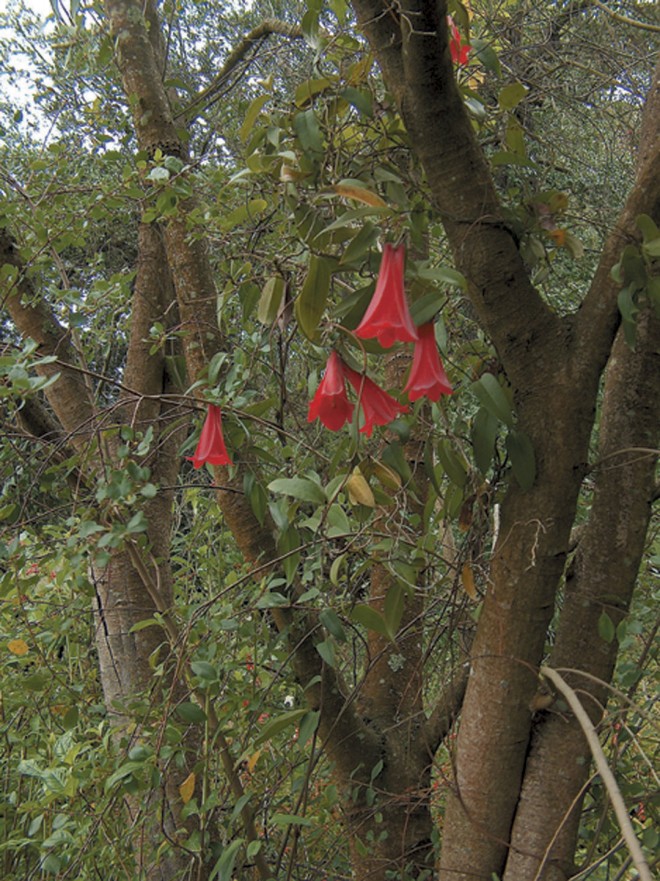 The wild form of Chilean bellflower (Lapageria rosea) climbing on the trunks of Azara integrifolia in the South American Area of the University of California Botanical Garden. Photographs by Carlos Rendon - See more at: https://www.pacifichorticulture.org/articles/ilapageria-roseai/#sthash.LvgeHL7o.dpuf