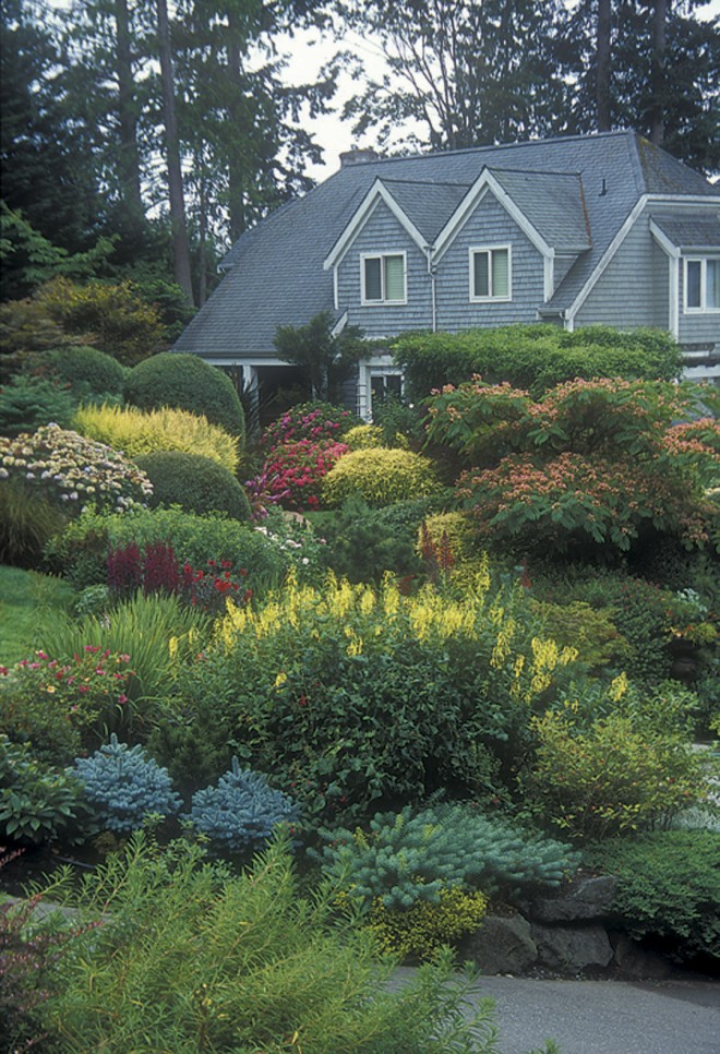 View from the bottom of the driveway across the garden to the front of the Johanson house, showing the layers of plantings in full bloom in summer. The yellow of Phygelius flowers is echoed in the yellow foliage of various conifers; pink and red flowers are roses, hydrangeas, and mimosa (Albizzia julibrisson). Tucked within are blue green conifers and euphorbias. Photographs by Terry Moyemont