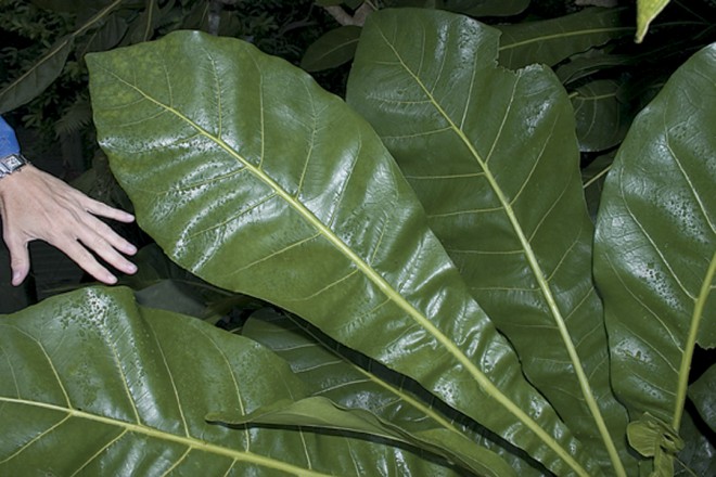 Huge leaves of Meryta latifolia on Norfolk Island