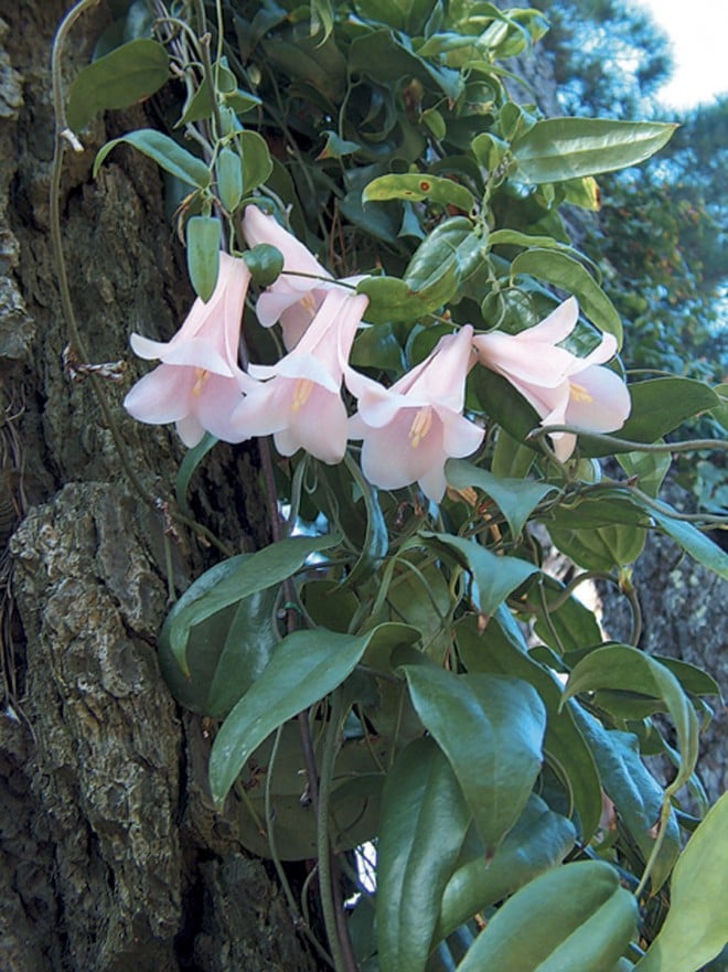 Lapageria rosea ‘Myrtle Wolf’s Pink’. Photographs by Carlos Rendon - See more at: https://www.pacifichorticulture.org/articles/ilapageria-roseai/#sthash.LvgeHL7o.dpuf