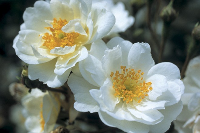 Rosa ‘Seagull’, a multiflora rambling rose