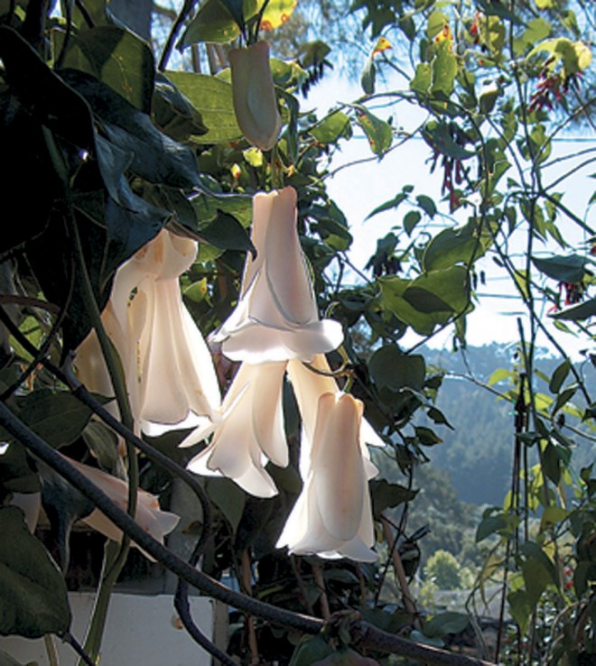 Lapageria rosea ‘Myrtle Wolf’s Pink’. Photographs by Carlos Rendon - See more at: https://www.pacifichorticulture.org/articles/ilapageria-roseai/#sthash.LvgeHL7o.dpuf