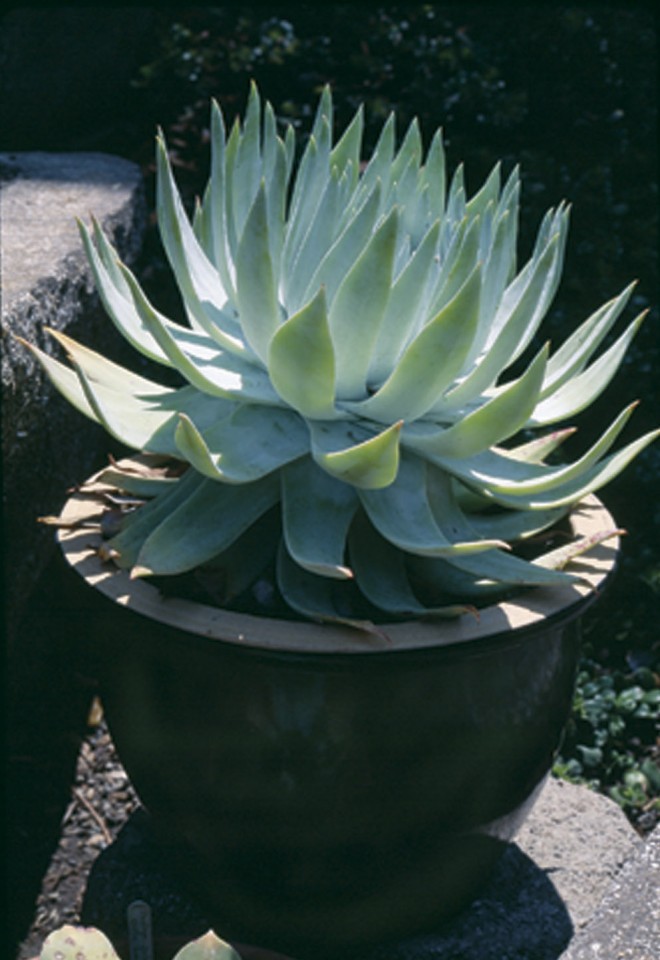 Britton dudleya (Dudleya brittonii) in a decorative pot in a Sebastopol garden. Photograph by Phil Van Soelen