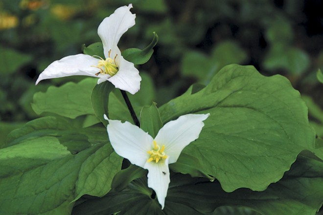 The brilliantly white flowers of Trillium ovatum age to soft pink - See more at: https://www.pacifichorticulture.org/articles/the-white-garden/#sthash.4gnUmmrp.dpuf