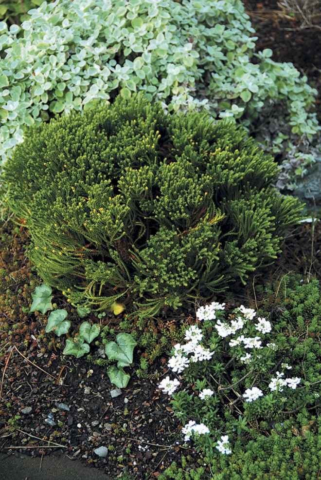 Silver, gray green, and white in the author’s white garden; from the top, Helichrysum petiolare, a whipcord Hebe, Cyclamen hederifolium, and candytuft (Iberis sempervirens). Photographs by Alison Mastri except as noted - See more at: https://www.pacifichorticulture.org/articles/the-white-garden/#sthash.4gnUmmrp.dpuf