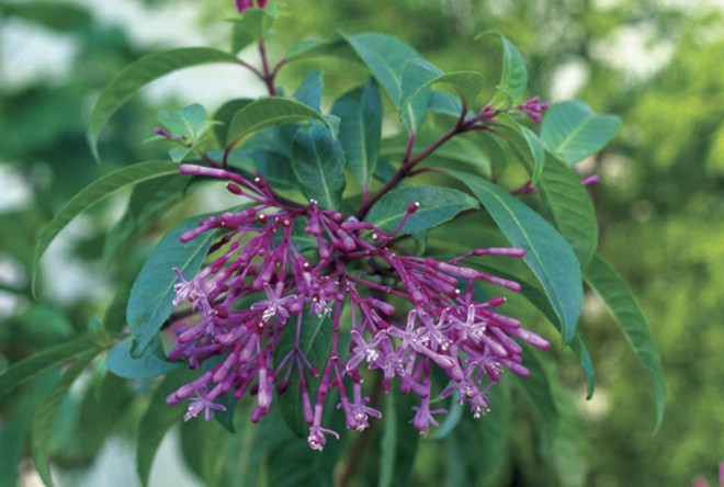 The lilac-like panicles of tiny flowers on Fuchsia paniculata are distinctive; plants are fully resistant to fuchsia gall mite - See more at: https://www.pacifichorticulture.org/articles/fuchsias-rise-again-in-the-bay-area/#sthash.bXlX54NO.dpuf