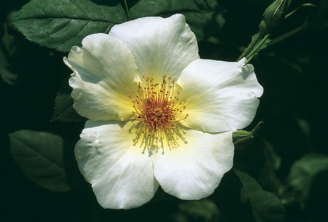 Rosa ‘Golden Wings’—the centerpiece of the author’s yellow and white garden. Photograph by William Grant - See more at: https://www.pacifichorticulture.org/articles/the-white-garden/#sthash.4gnUmmrp.dpuf