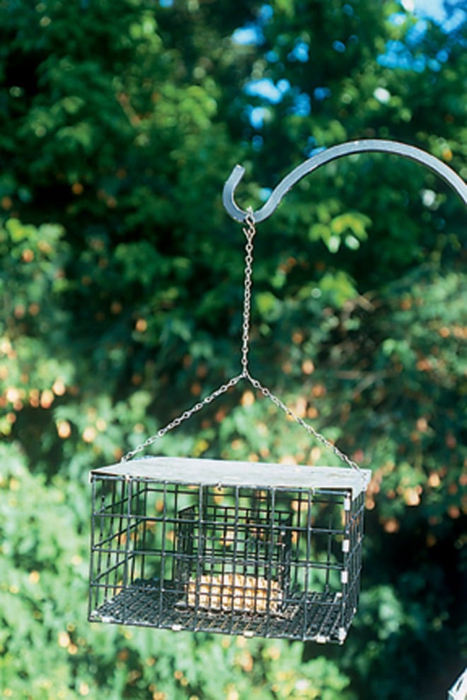 An insect block, protected against squirrels and the larger birds - See more at: https://www.pacifichorticulture.org/articles/thanks-to-our-feathered-friends/#sthash.1v55F2xa.dpuf