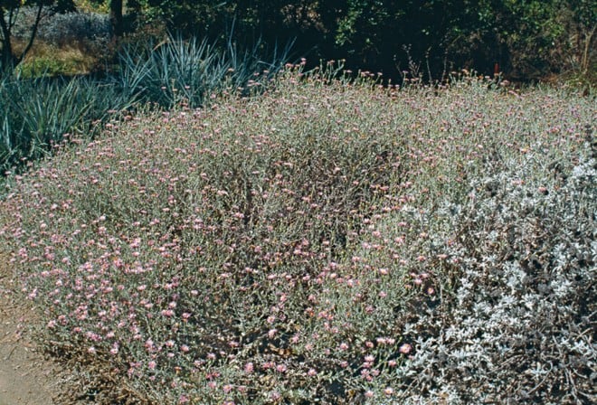 Lessingia filaginifolia ‘Smart Aster’. Author’s photographs