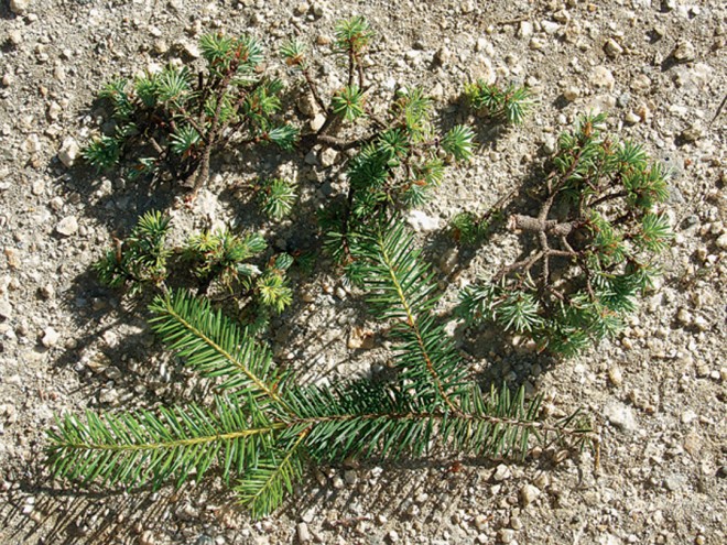 Pieces of witches’-broom (top) from a Douglas-fir (Pseudotsuga menziesii) and from a normal branchlet (bottom)