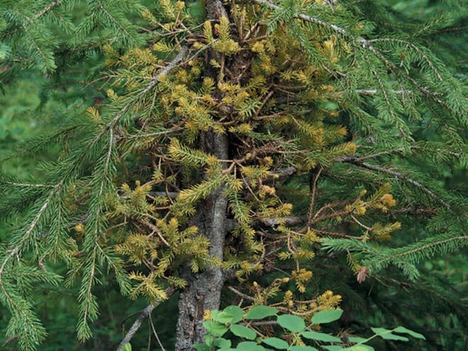 Witches’-broom growing on the trunk of a spruce (Picea)