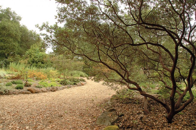 Newly planted garden beds beyond the mahogany trunks of one of the original manzanitas (Arctostaphylos). Photographs by Bill Duke, except as noted