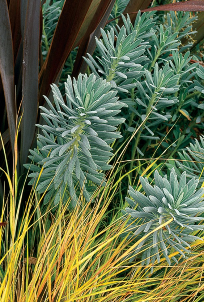 Euphorbia characias ‘Portuguese Velvet’ with pheasant grass (Anemanthele lessoniana)