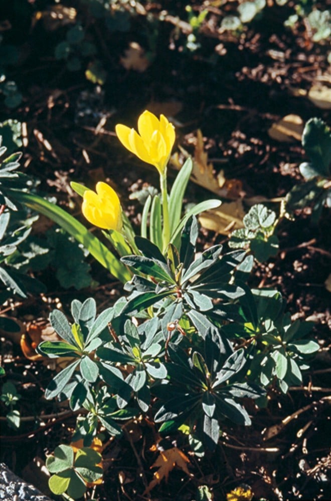 Sternbergia (Sternbergia lutea), a Mediterranean native, opens bright yellow blossoms in October and November in Ashland, Oregon. Author’s photographs - See more at: https://www.pacifichorticulture.org/articles/second-spring/#sthash.97l8BHFy.dpuf