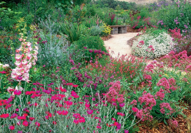 Lychnis coronaria and Centranthus ruber appeal to butterflies