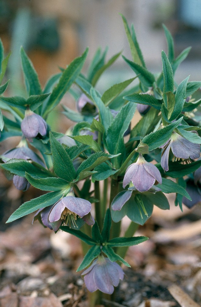 Helleborus purpurascens