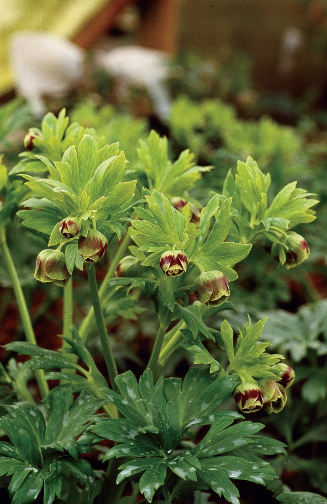 Helleborus vesicarius