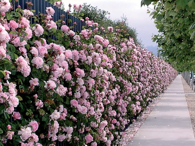 rosa ‘Constance Spry’, the first of David Austin’s English roses, along a sidewalk in Emeryville, California. Author’s photographs