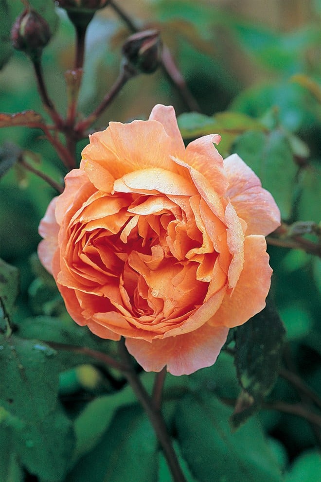 Rosa LADY EMMA HAMILTON (‘Ausbrother’)