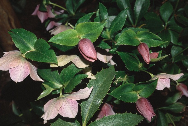 Helleborus 5 hybridus