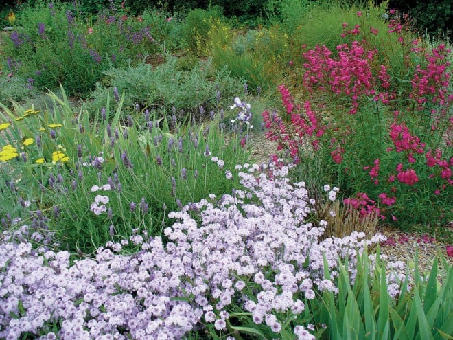 The water-wise garden with a sweep of Verbena lilacina ‘De la Mina’ in front of various lavenders and a bright penstemon. Photo: Susan Bouchez